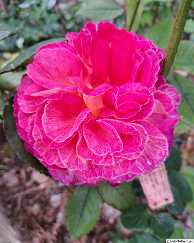 Rosa ‘Fiona’s Wish’ (Rose)