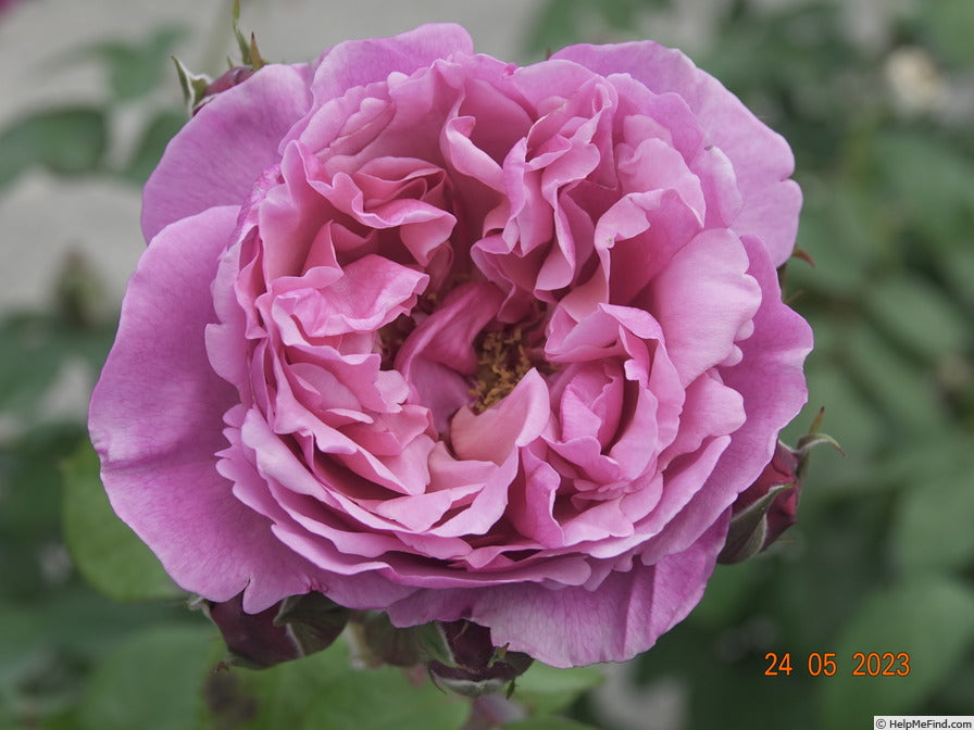 Rosa ‘Forget Me Not’ (Hybrid Tea Rose)