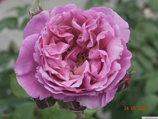 Rosa ‘Forget Me Not’ (Hybrid Tea Rose)