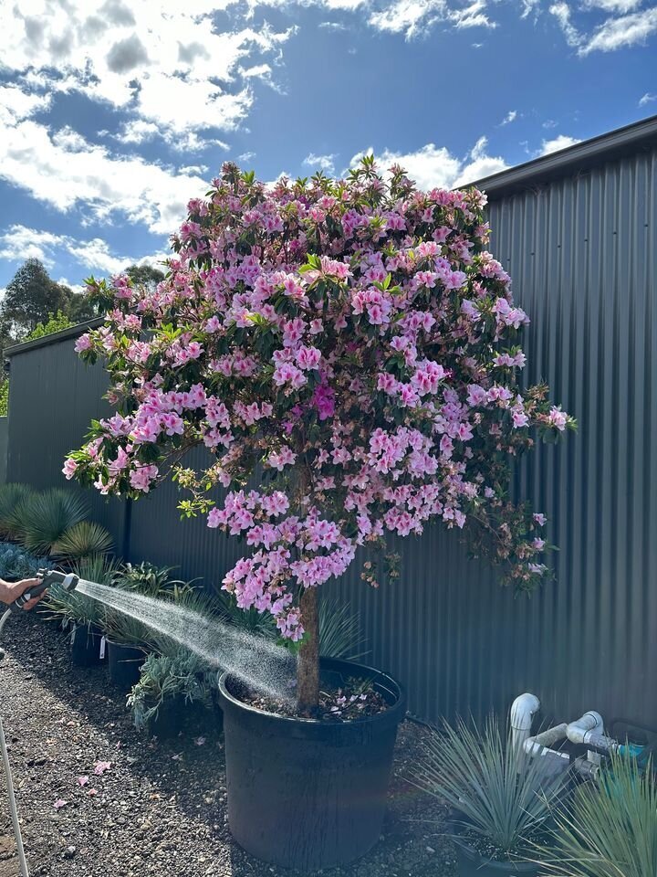 Azalea Indica 'Alphonse Anderson' (Alphonse Anderson Azalea)