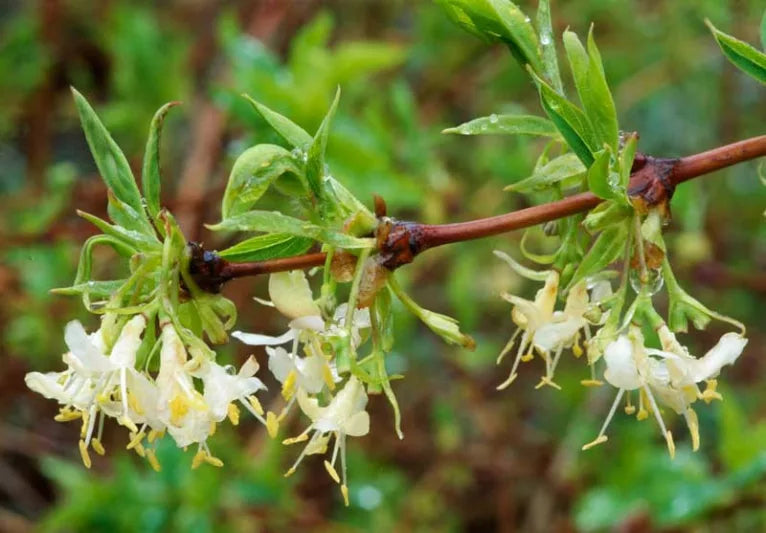 Lonicera × fragrantissima (Winter Honeysuckle)