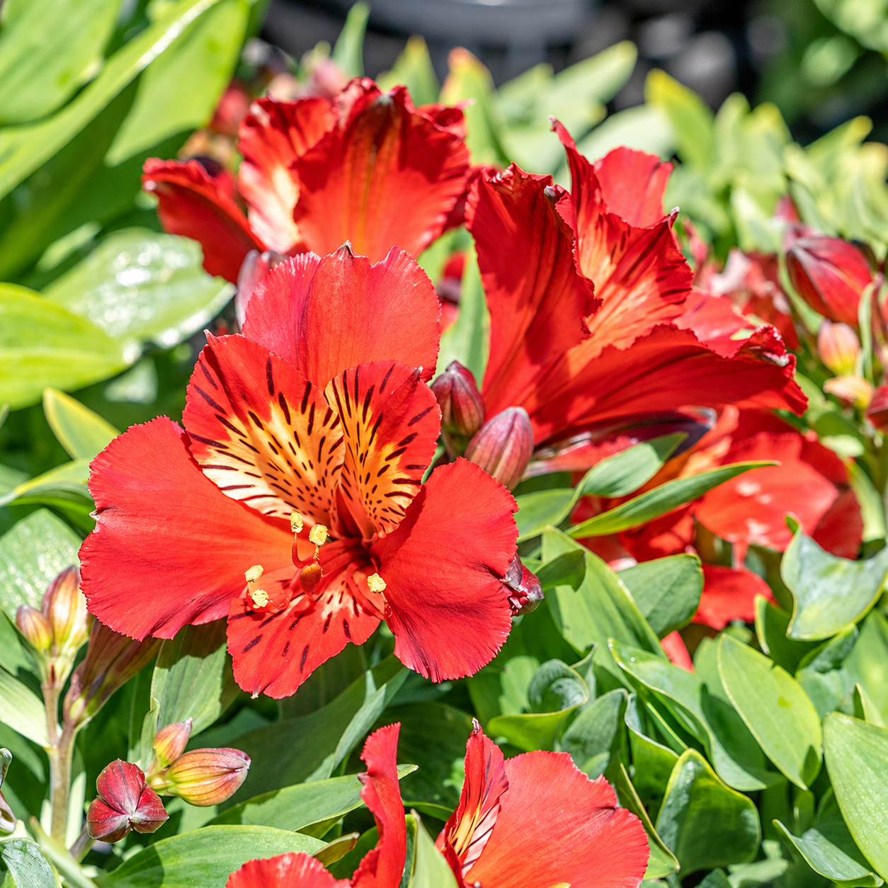 Alstroemeria 'Inca Fire' (Inca Fire Peruvian Lily)