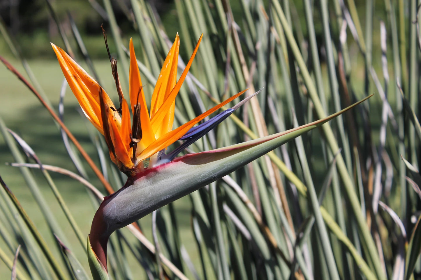 Strelitzia parvifolia var. juncea (Narrow-Leaf Bird of Paradise)