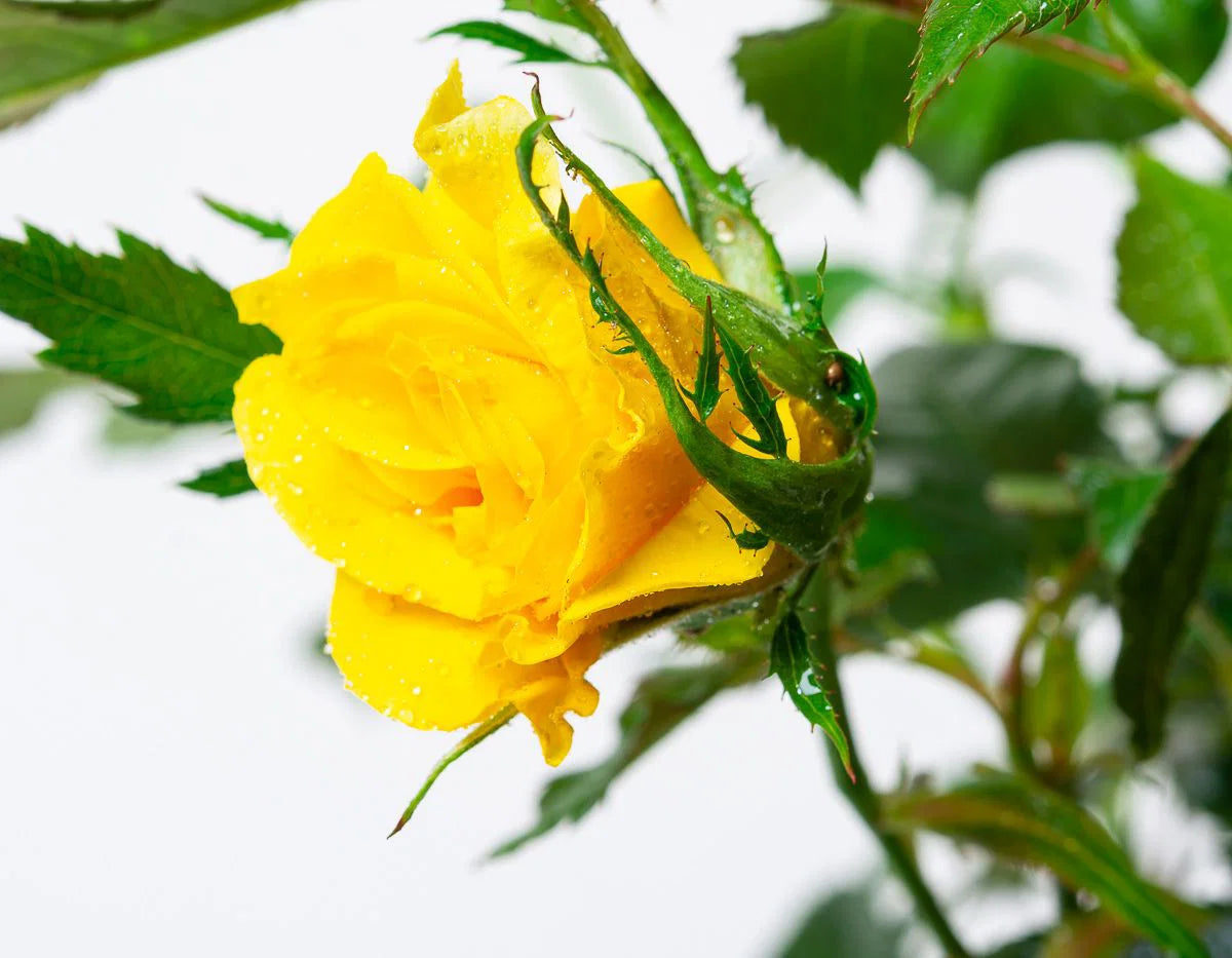 Rosa ‘Friesia’ (Friesia Floribunda Rose)