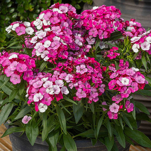 Dianthus ‘Dart Pink Magician’ (Pink Magician Dianthus)