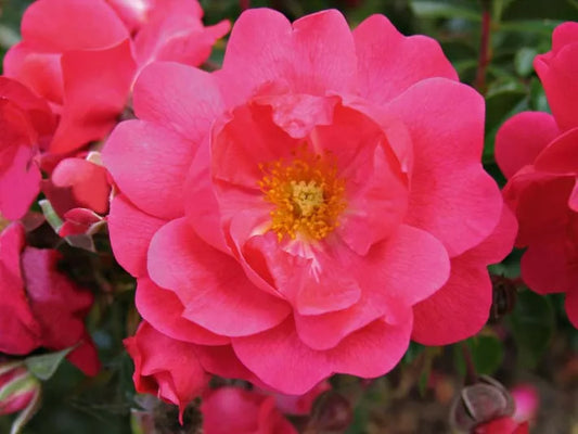 Rosa Flower Carpet Pink (Procumbent Rose)