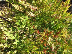 Nandina domestica ‘Moon Bay’ (Heavenly Bamboo)