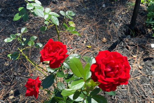 Rosa ‘Gallipoli Centenary’ (Rose)