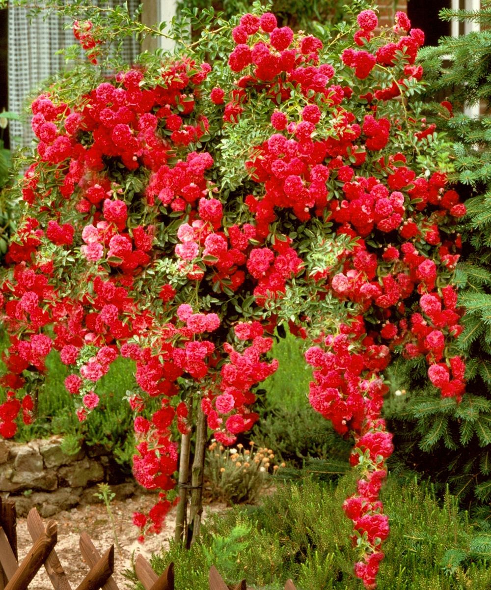 Rosa ‘Climbing Mister Lincoln’ (Climbing Mister Lincoln Rose)
