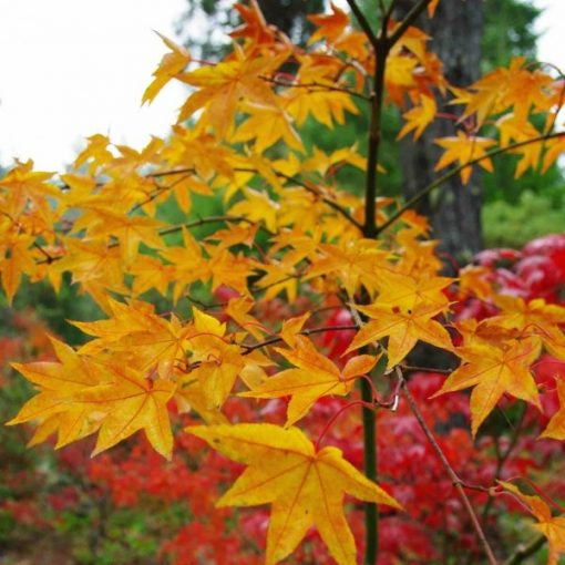 Acer Palmatum 'Shigarami' (upright)