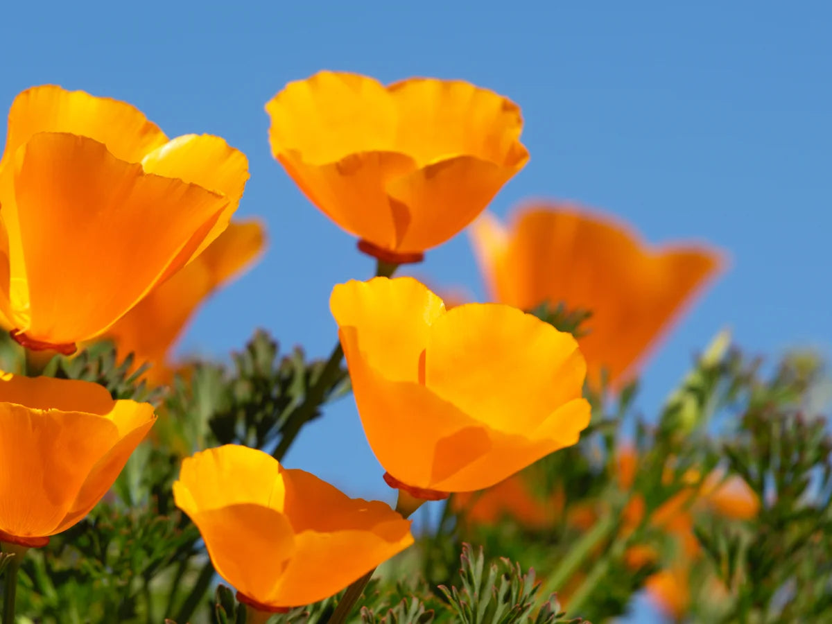 Eschscholzia californica 'Orange' (Orange California Poppy)