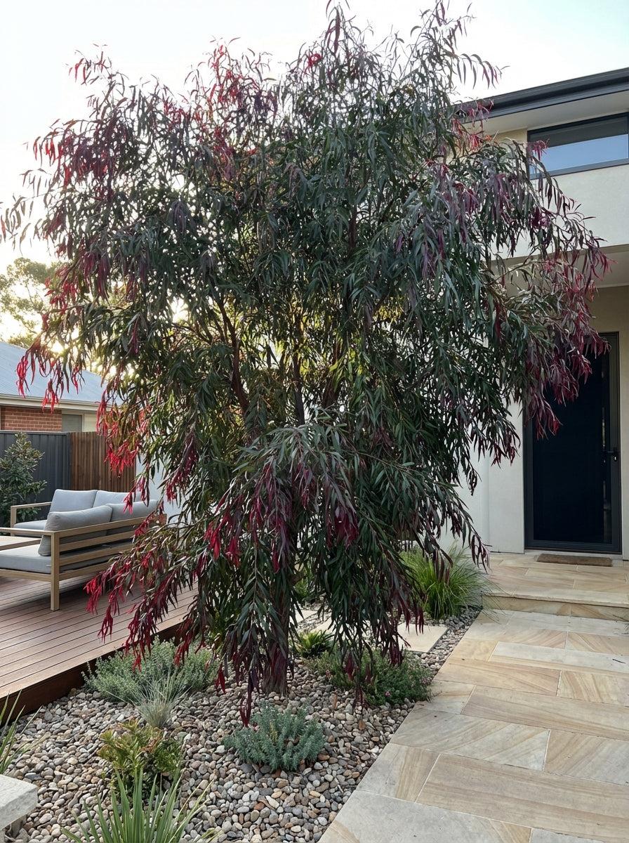 Agonis Flexuosa ‘Burgundy’ (Burgundy Weeping Peppermint)