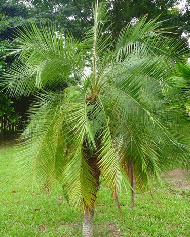 Phoenix roebelenii (Miniature Date Palm)