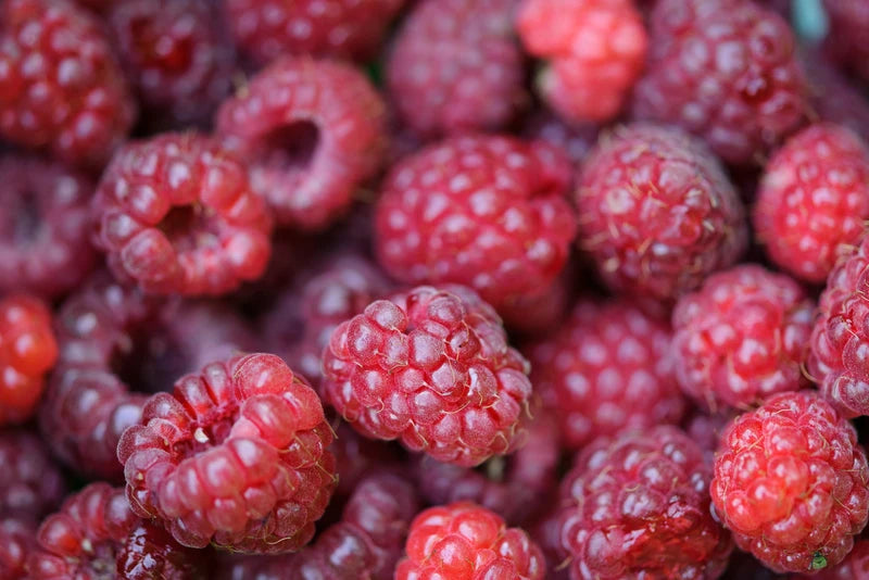Rubus idaeus (Raspberry – Tulameen)