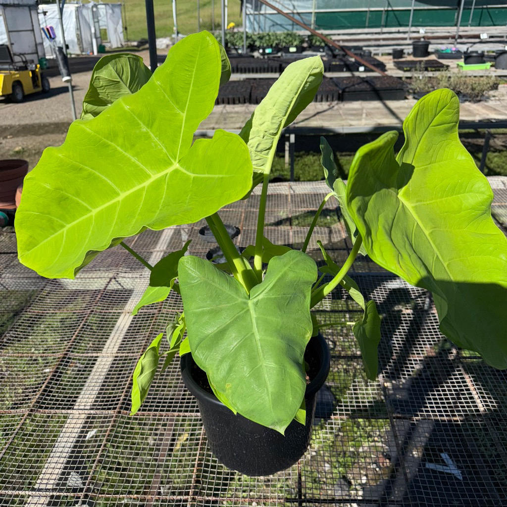 Xanthosoma ‘Lime Zinger’ (Elephant’s Ear)