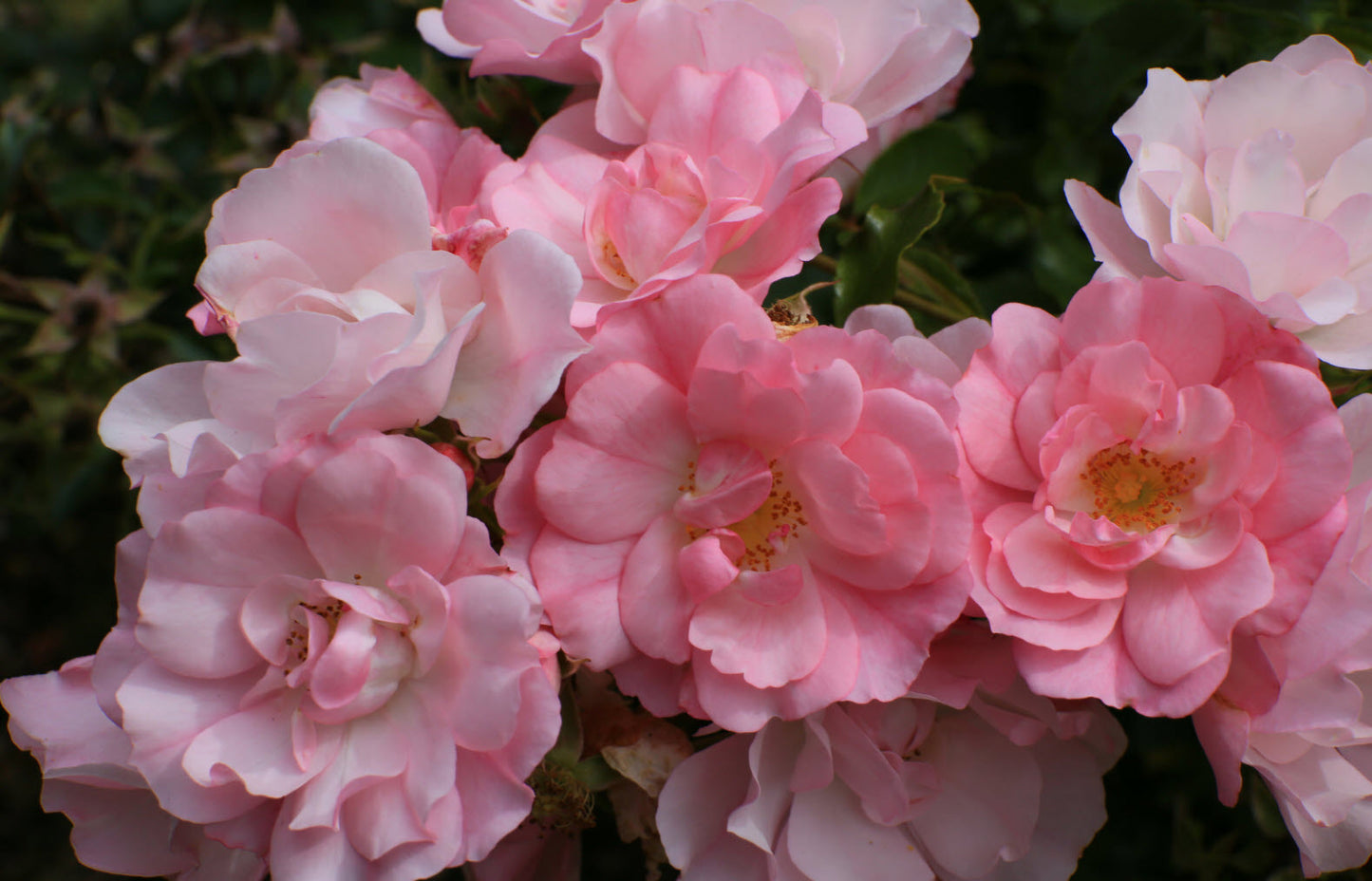 Rosa hybrid (Flower Carpet Appleblossom Rose)