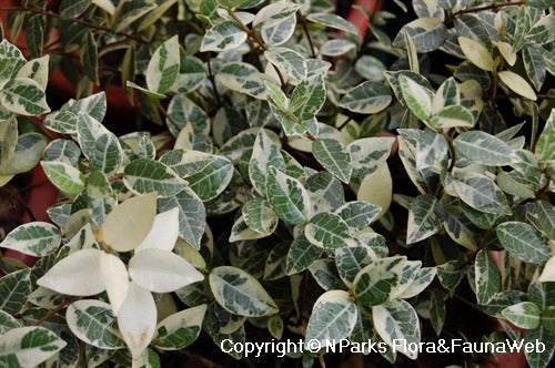 Trachelospermum jasminoides Tricolor (Tricolour)