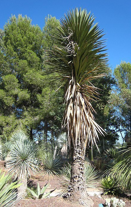 Yucca Filifera (Evergreen Yucca Tree/Succulent)