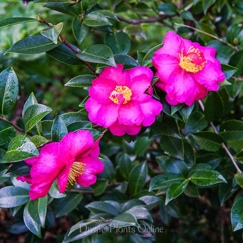 Camellia Sasanqua ‘Dazzler’ (Dazzler Camellia)