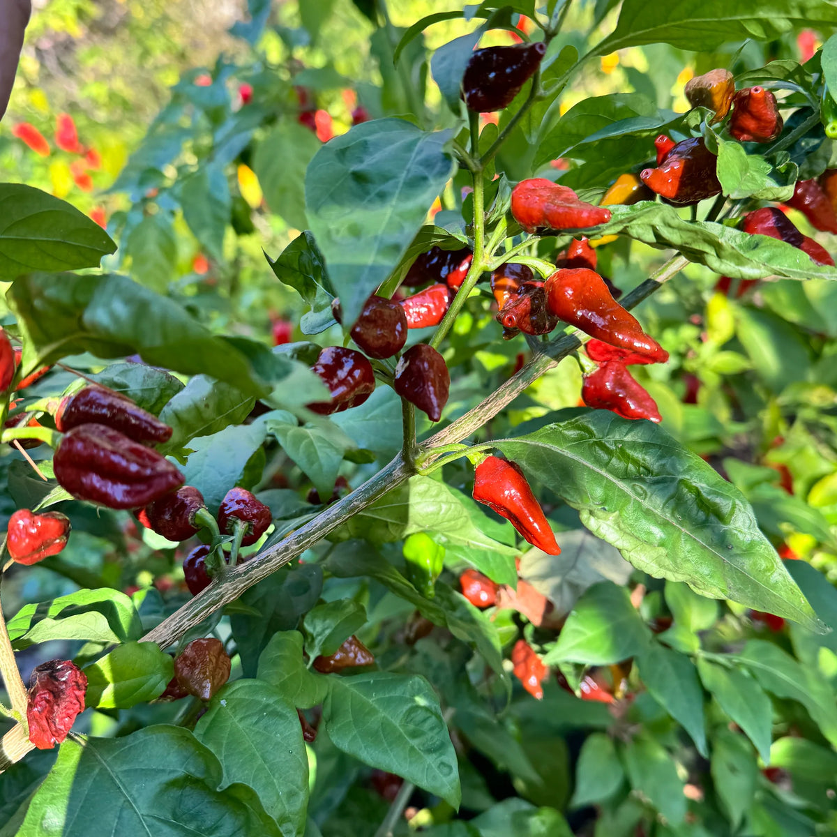 Capsicum Chinense (Jolokia Chocolate Chilli)