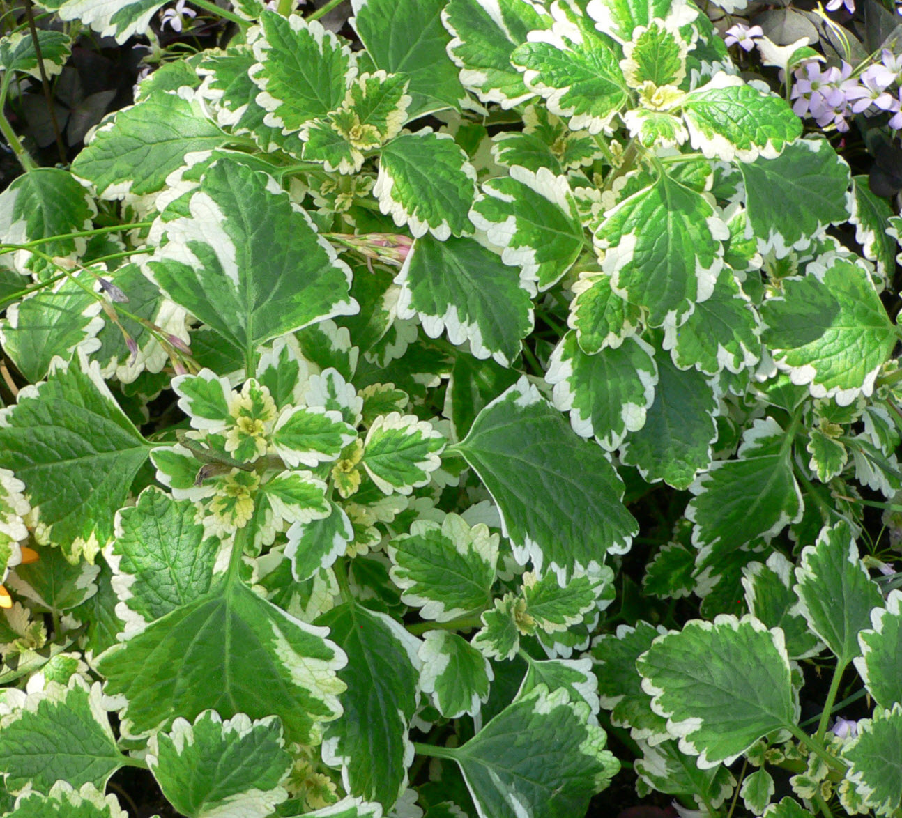 Plectranthus Forsteri 'Marginatus' (Variegated Plectranthus)