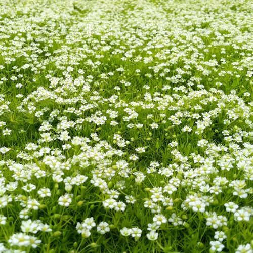 Sagina subulata ‘Aurea’ – Golden Irish Moss