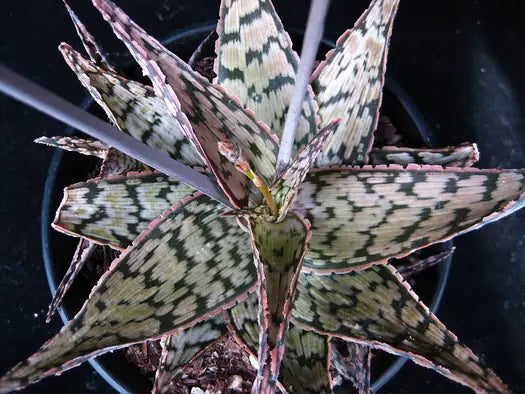 Aloe ‘Wunderkind’ (Aloe)