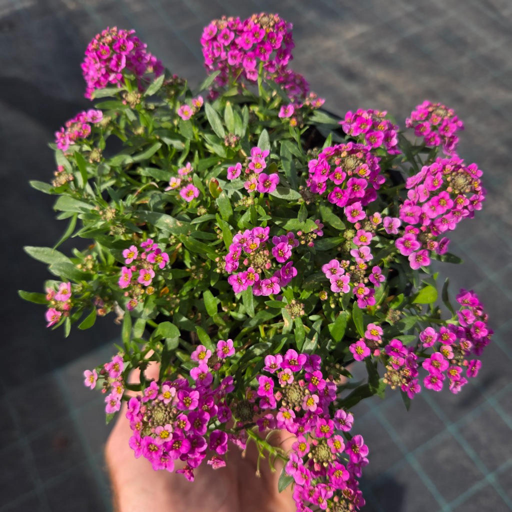 Lobularia ‘Raspberry Stream’ (Sweet Alyssum)