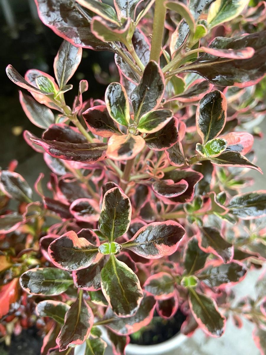 Coprosma Repens ‘Pacific Sunrise’ (Pacific Sunrise Mirror Bush)