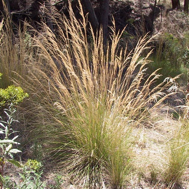 Poa labillardieri var. labillardierei (Common Tussock Grass)
