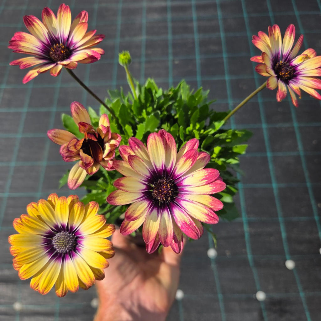 Osteospermum ‘Lazy Daisy Rose Gold’ (African Daisy)