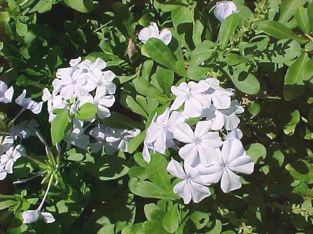 Plumbago auriculata White (Cape Leadwort)
