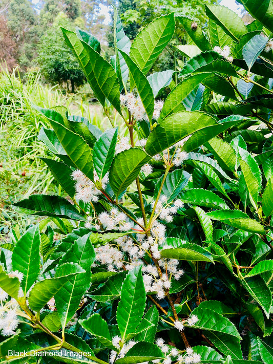 Pullea stutzeri (Hard Alder)
