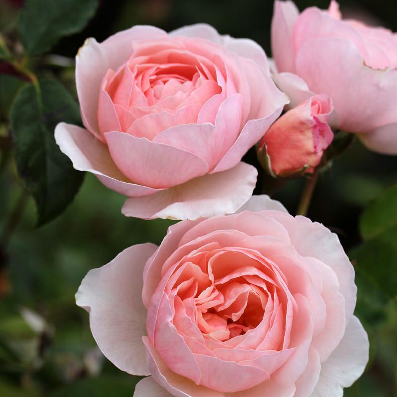 Rosa ‘Heritage’ (Heritage English Shrub Rose)