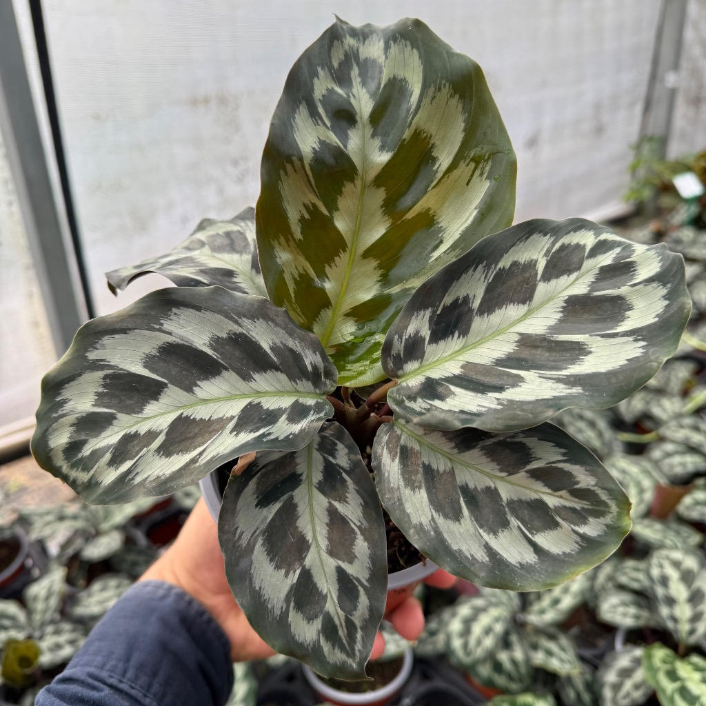 Calathea ‘Helen Kennedy’ (Prayer Plant)
