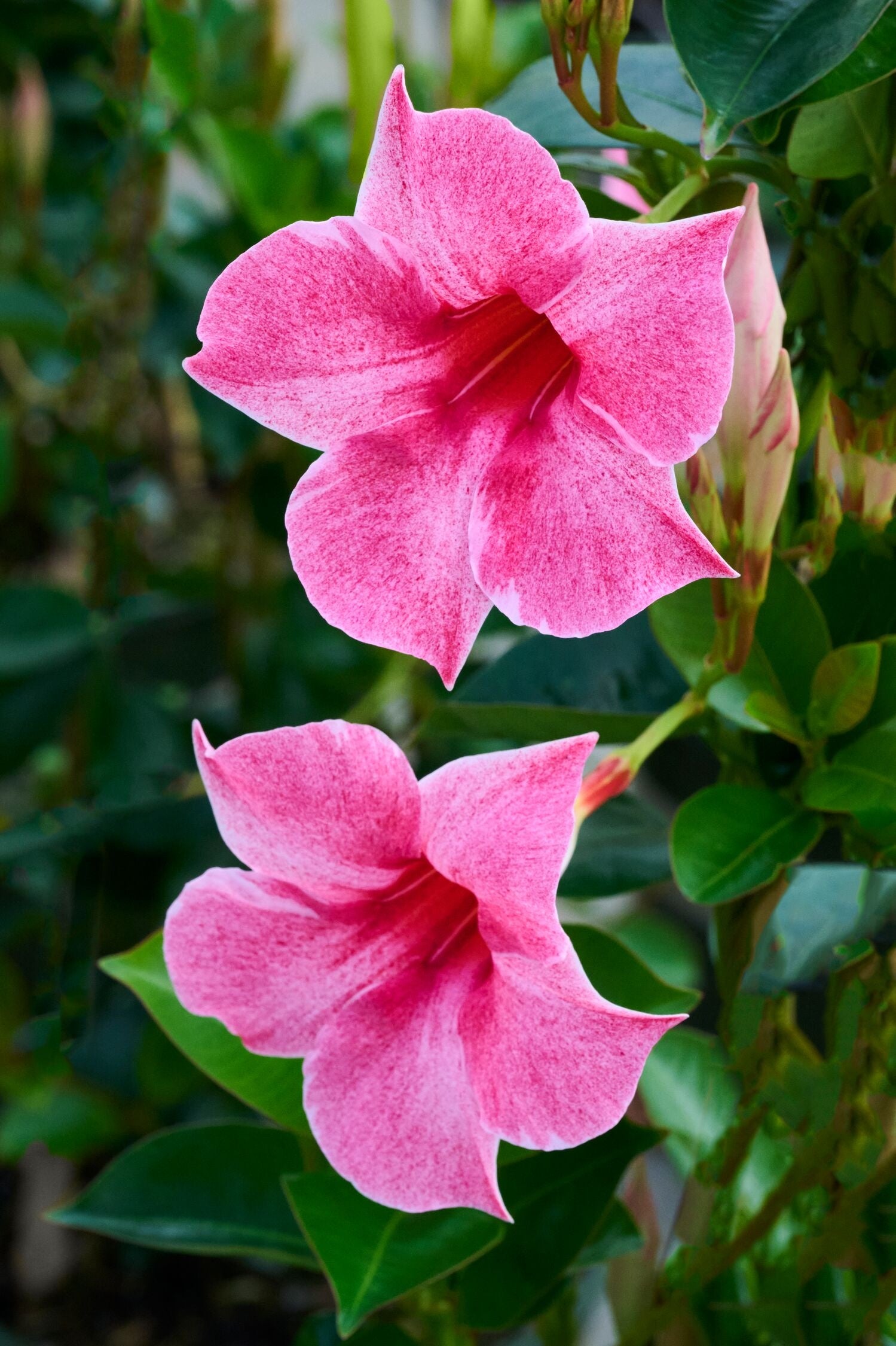 Mandevilla ‘Sun Parasol® Marvellous’ (Dipladenia / Mandevilla Vine)