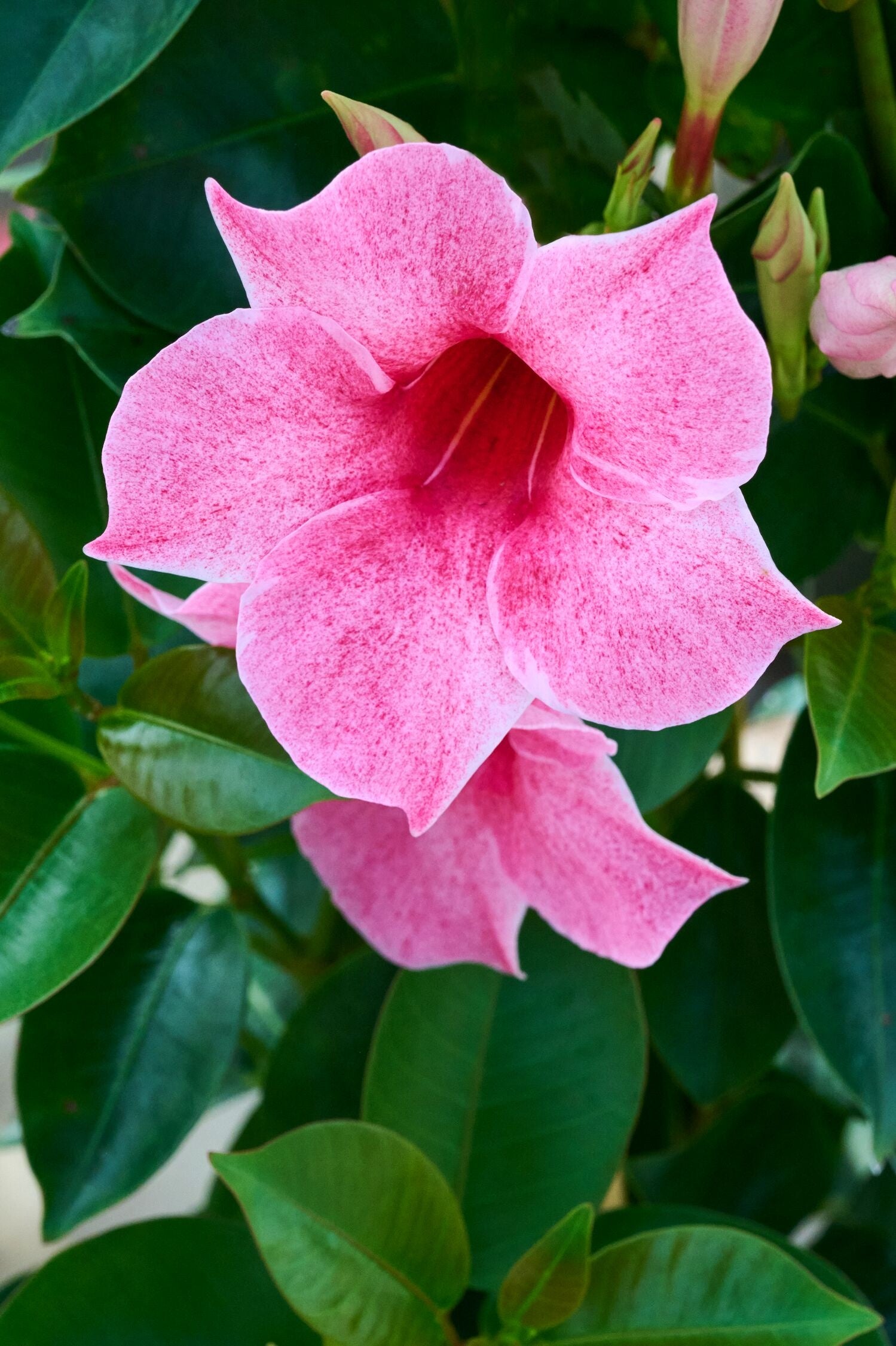 Mandevilla ‘Sun Parasol® Marvellous’ (Dipladenia / Mandevilla Vine)