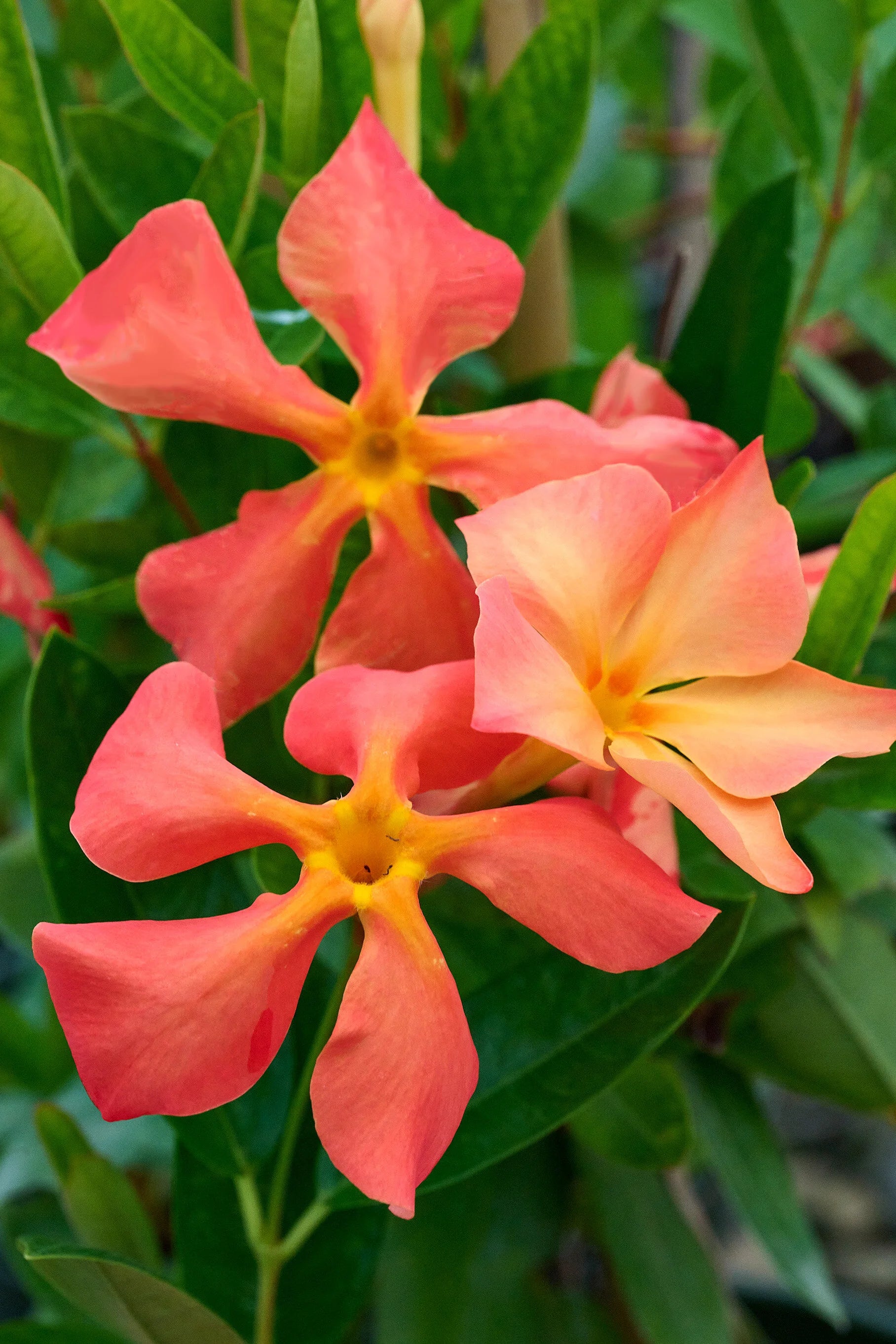 Mandevilla Sun Parasol® ‘Fired Up Orange’