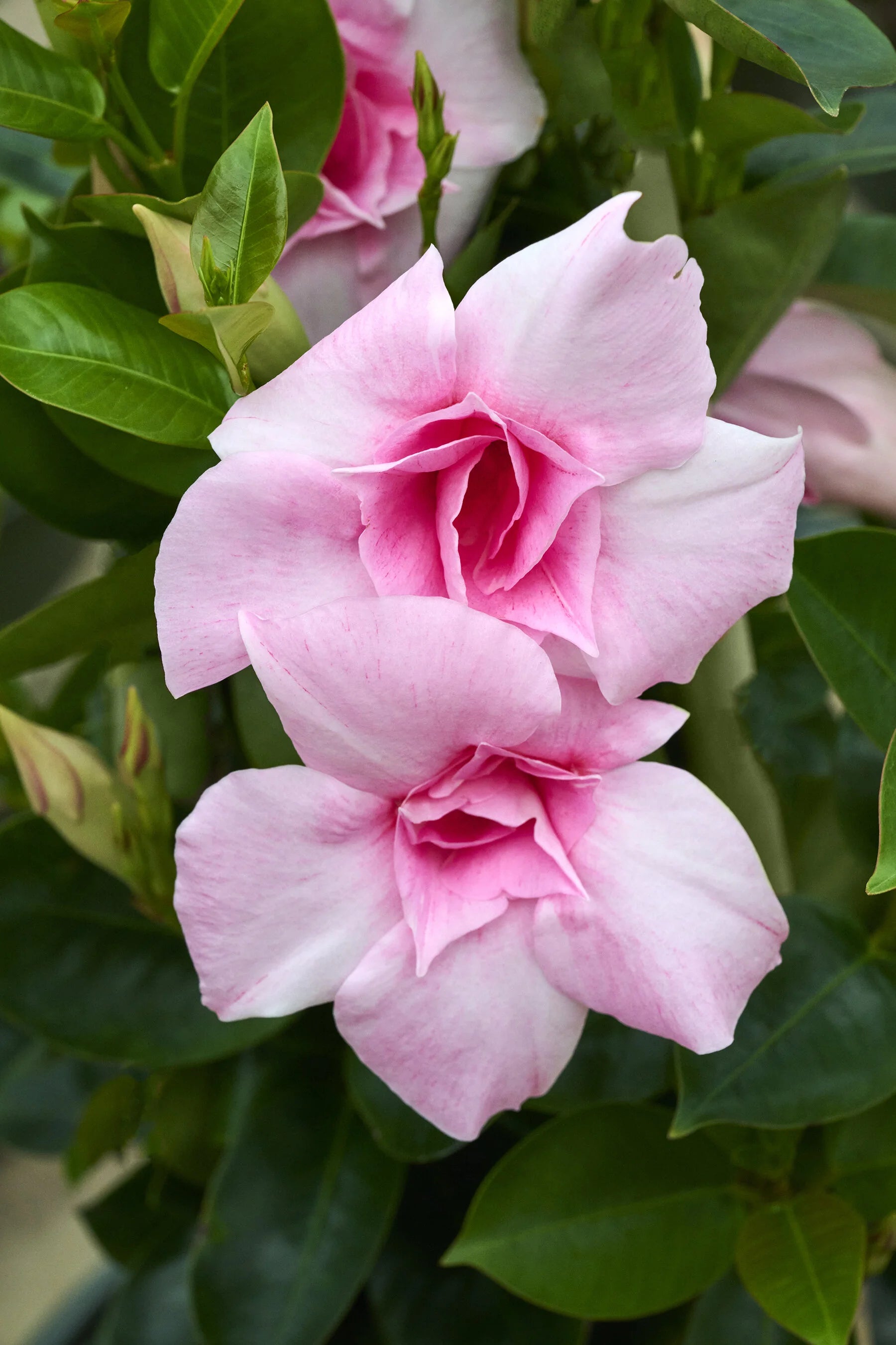 Mandevilla Sun Parasol® ‘Double Pink’
