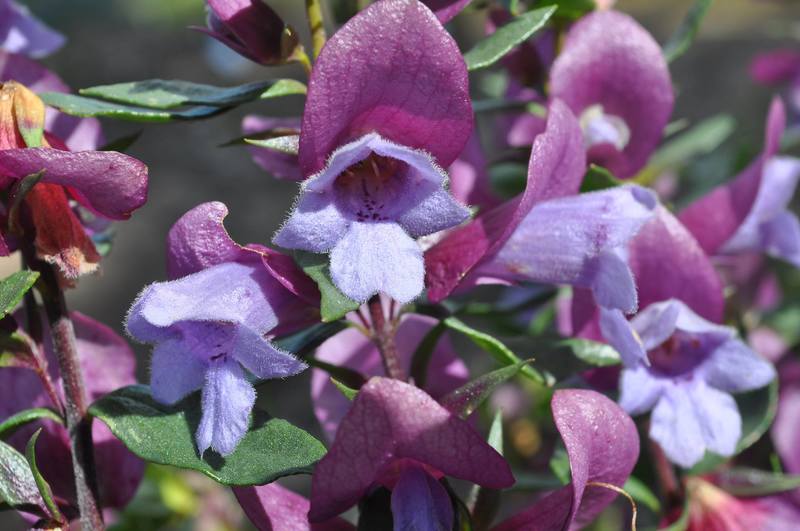 Prostanthera sieberi 'Minty™' (Minty™ Mint Bush)