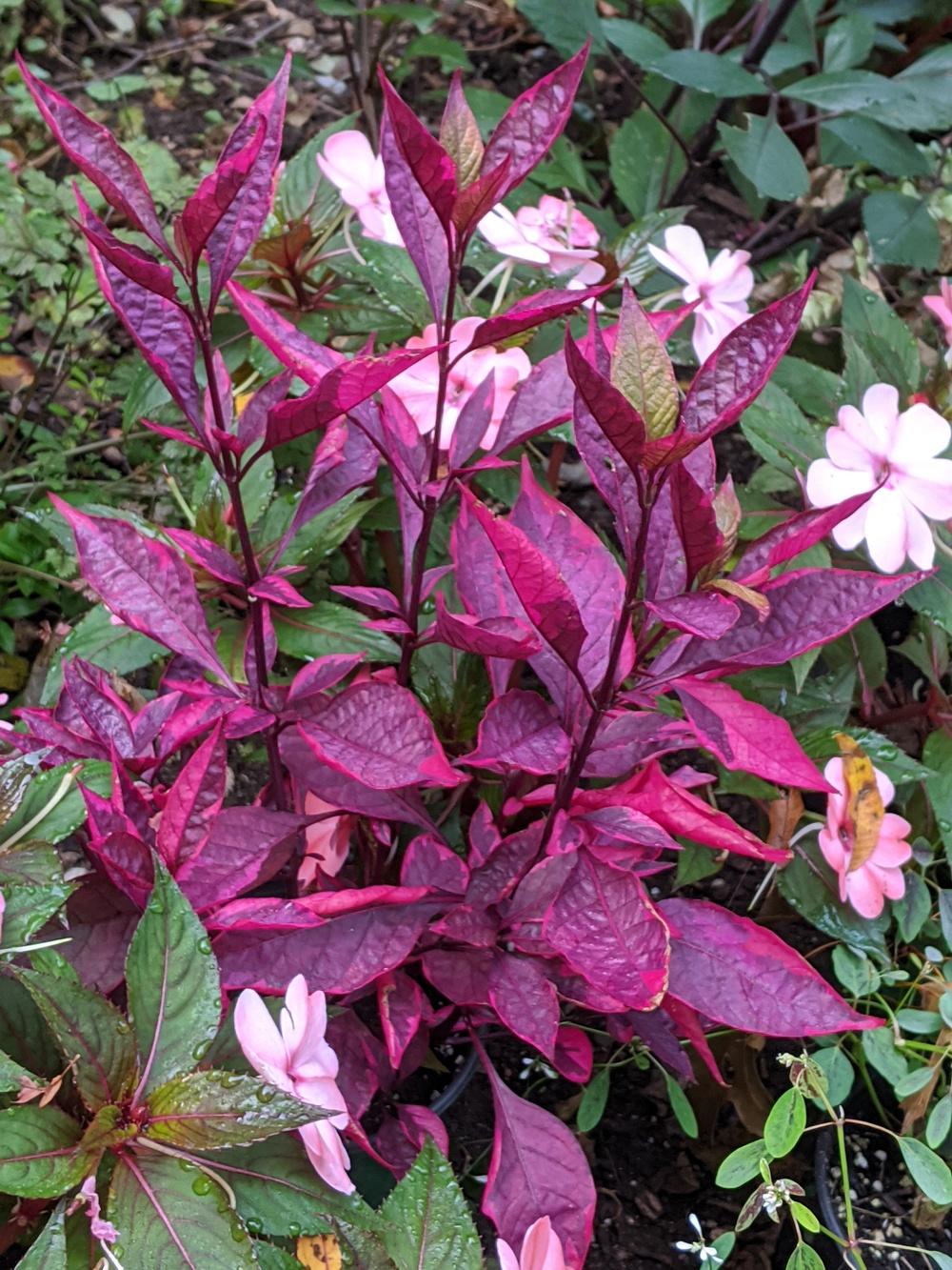 Alternanthera Dentata (Brazilian Red) PBR (Brazilian Red Hots™)
