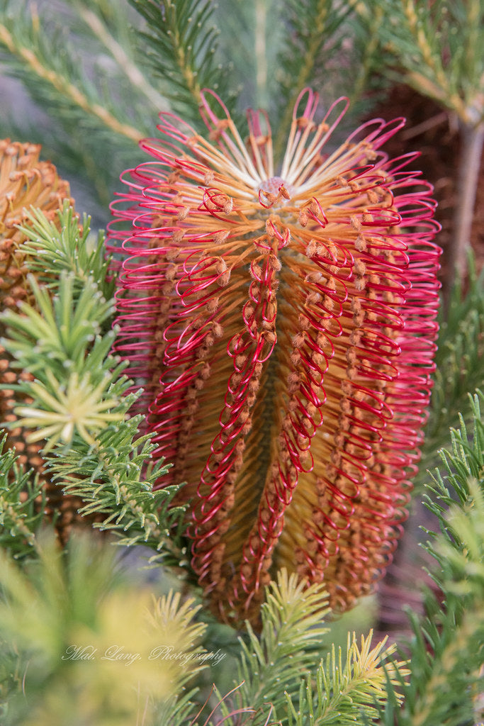 Banksia Ericifolia ‘Dwarf’ (Dwarf Heath Banksia)
