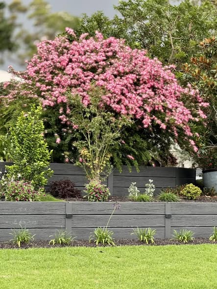 Calliandra surinamensis (Pink Poodle)