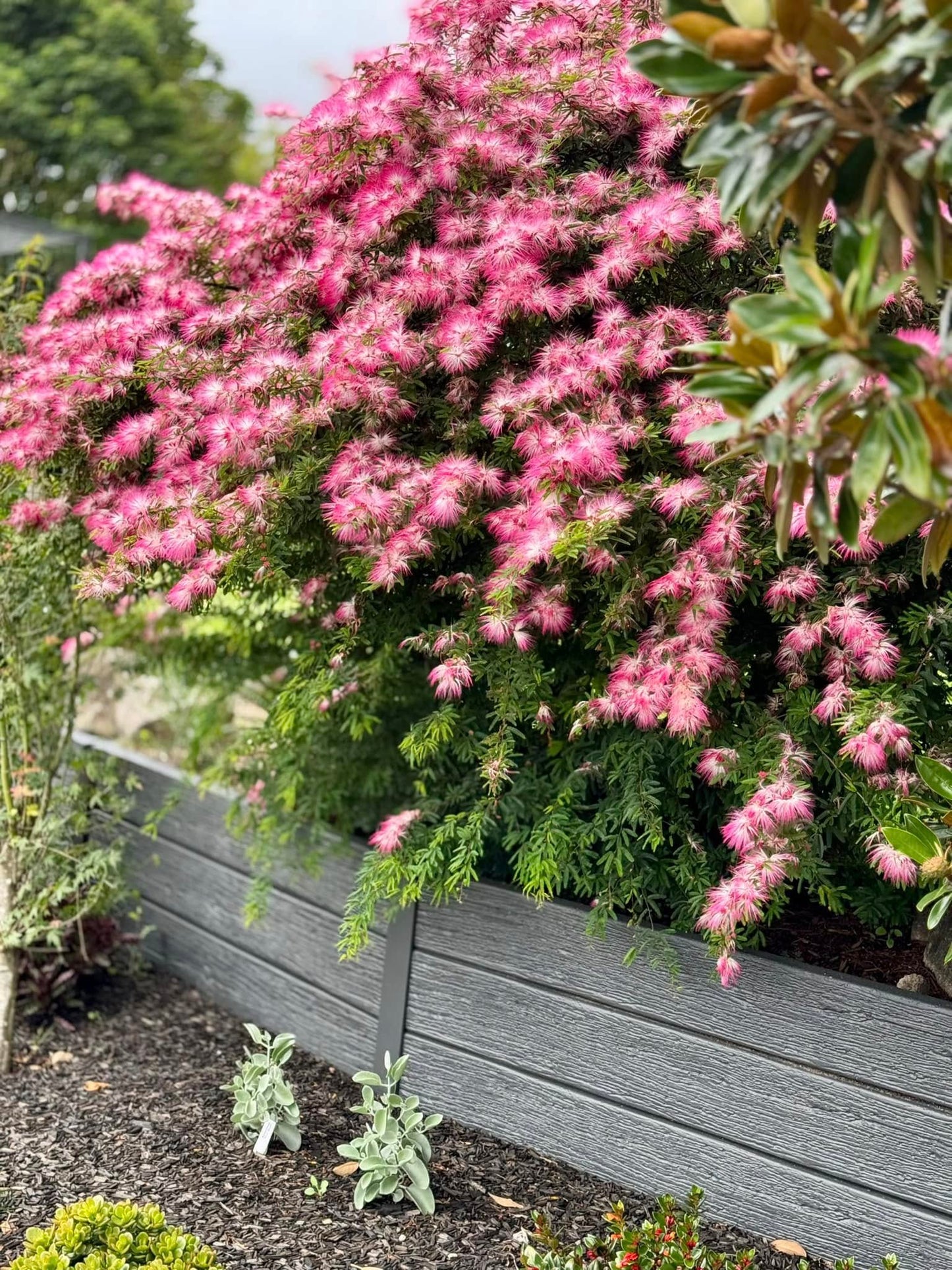 Calliandra surinamensis (Pink Poodle)