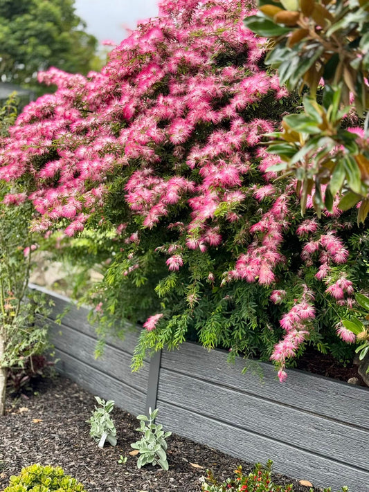 Calliandra surinamensis (Pink Poodle)