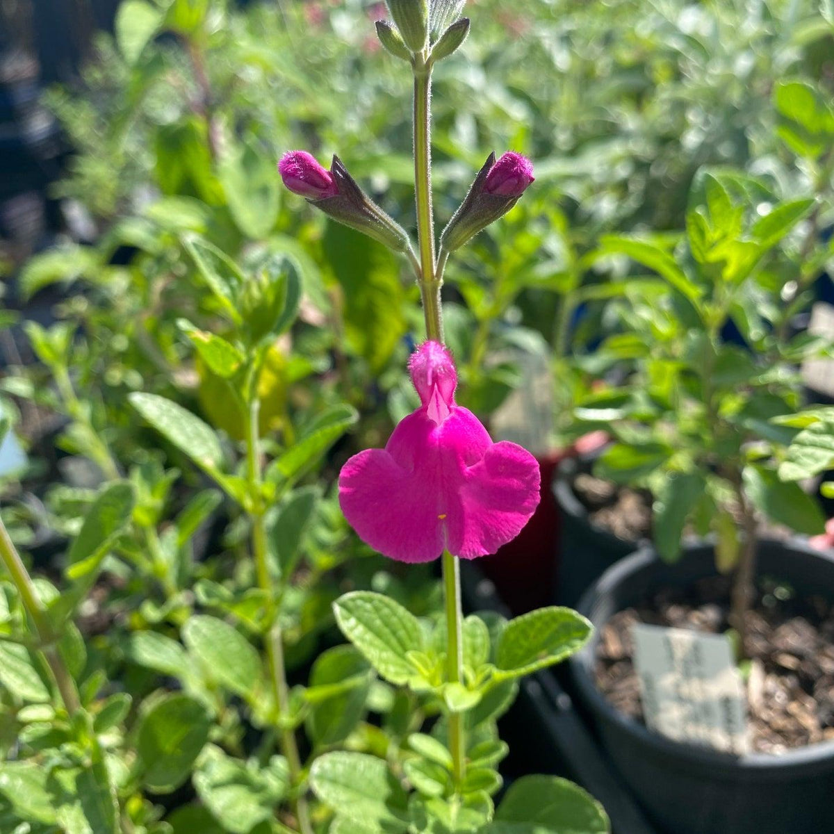 Salvia microphylla 'Pink Blush' (Pink Blush Sage)