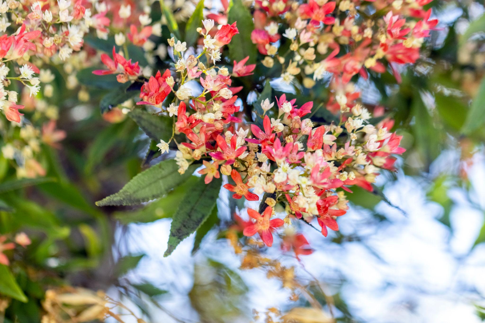 Ceratopetalum Gummiferum (New South Wales Christmas Bush)