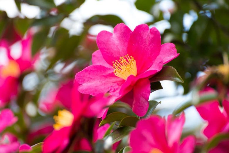 Camellia sasanqua