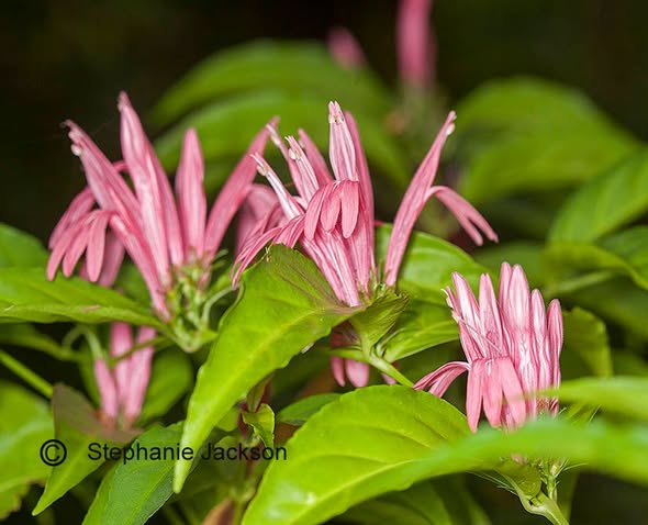 Justicia nodosa (Pink Justicia / Brazilian Shrimp Plant)