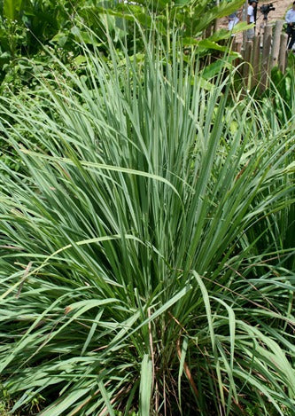 Cymbopogon citratus (Lemon Grass)